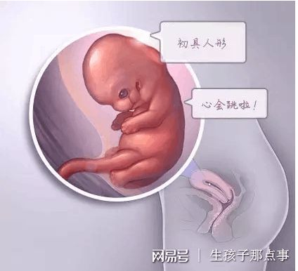 试管借卵代怀机构